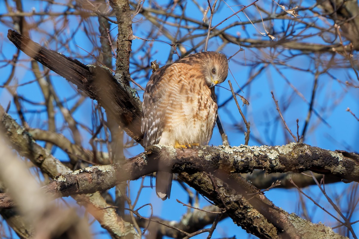 Red-shouldered Hawk - Suzanne Kavic