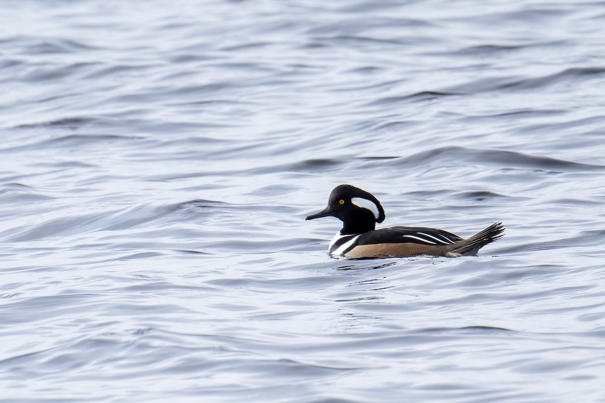 Hooded Merganser - ML613006978