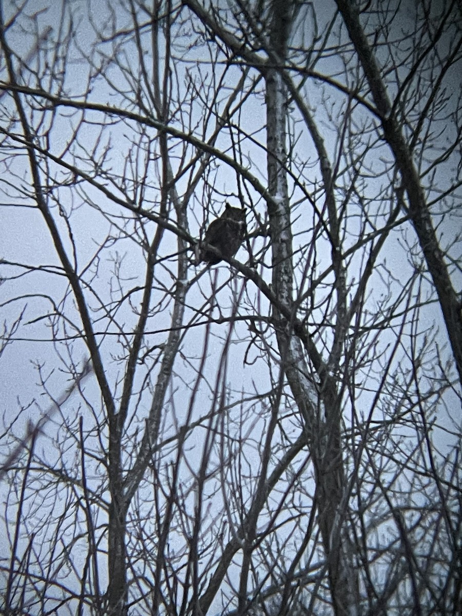 Great Horned Owl - ML613007006