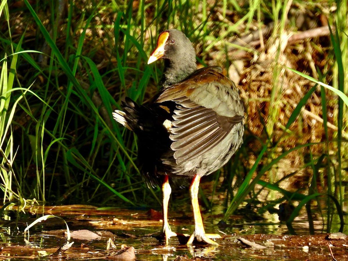 Dusky Moorhen - ML613007044