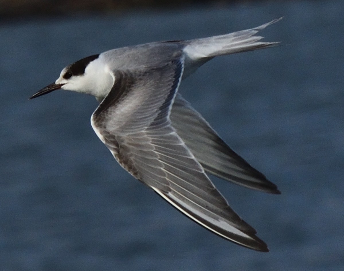 Common Tern - ML613007083