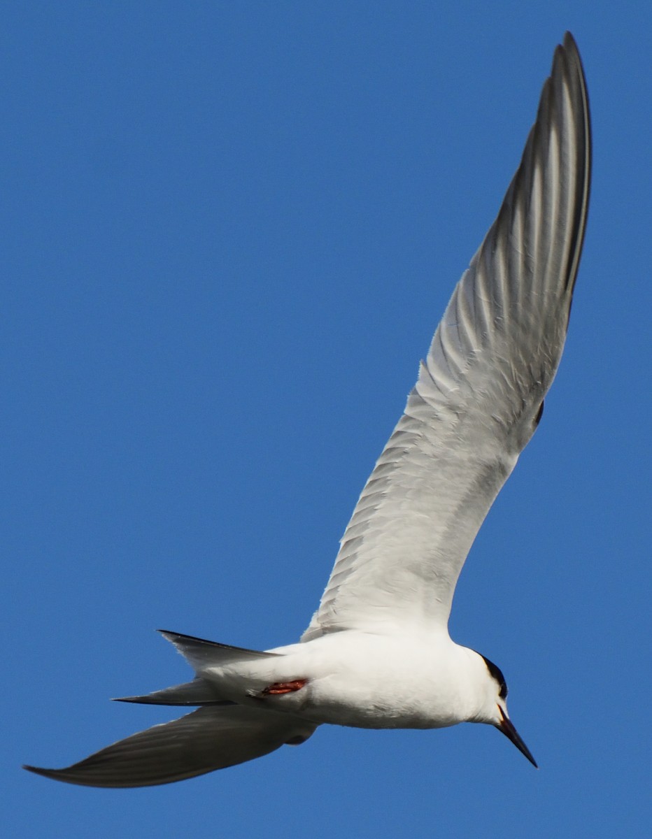 Common Tern - ML613007086