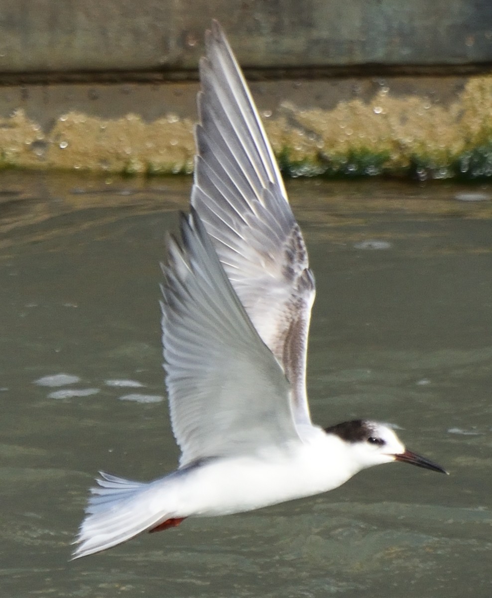 Common Tern - ML613007088