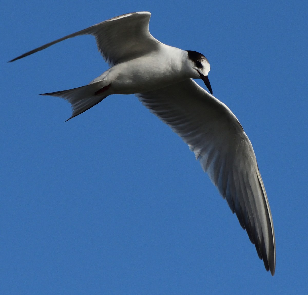 Common Tern - Paul Conover