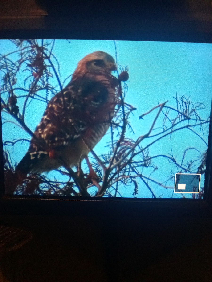 Red-shouldered Hawk - ML613007139