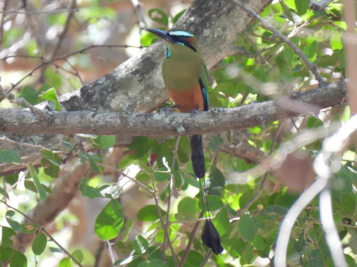 Turquoise-browed Motmot - ML613007150