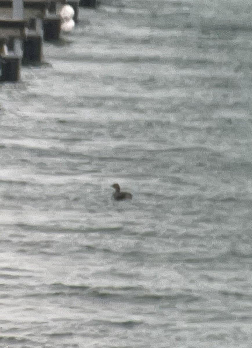 Pied-billed Grebe - ML613007168