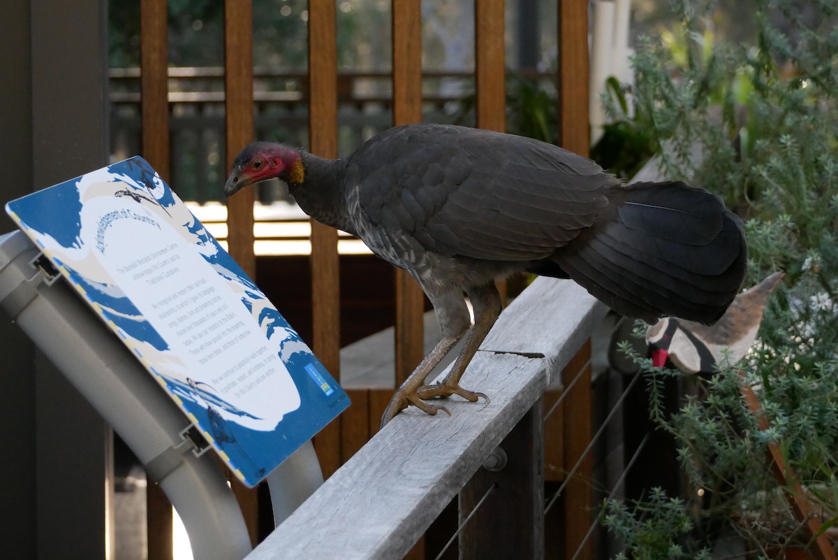 Australian Brushturkey - ML613007181