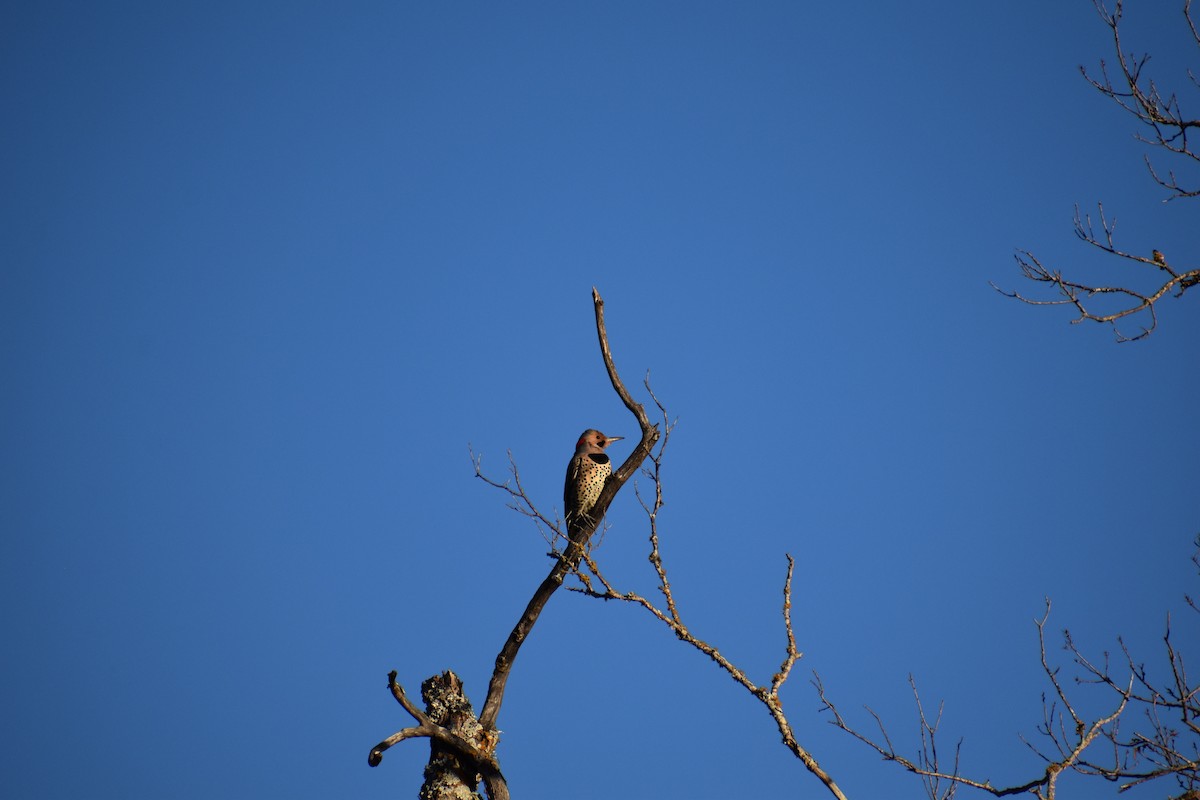 Northern Flicker - ML613007251