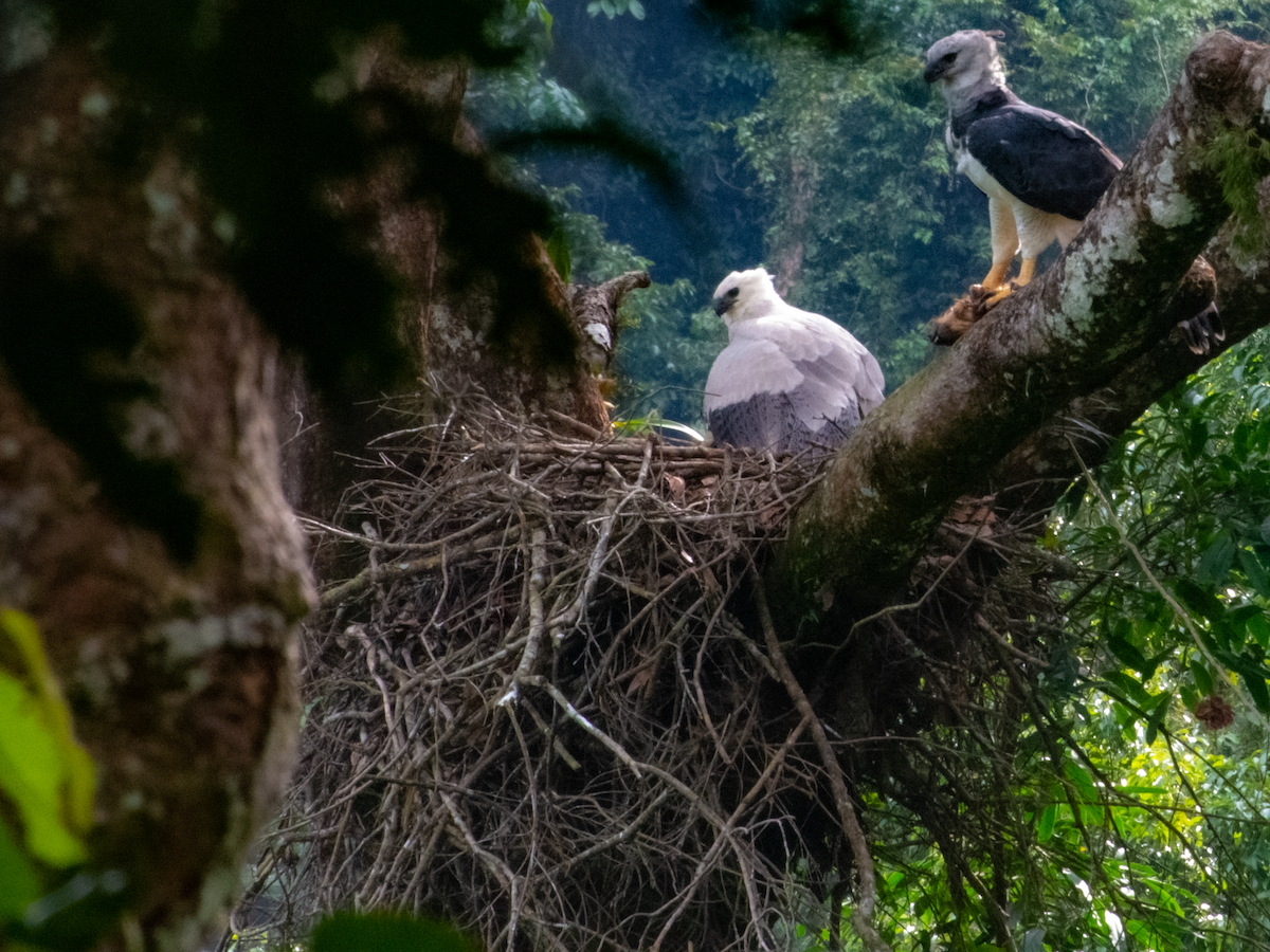 Harpy Eagle - Sebastian Tabares Segovia