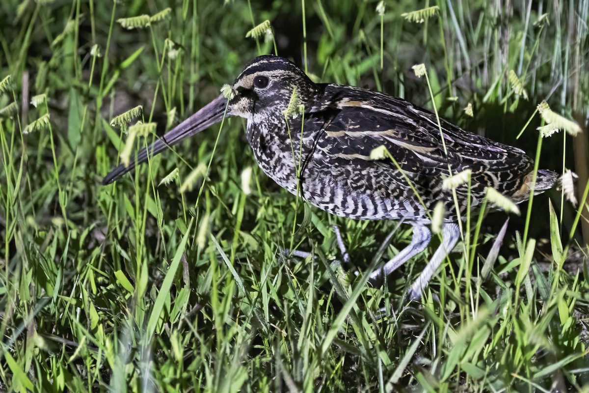 Giant Snipe - ML613007308