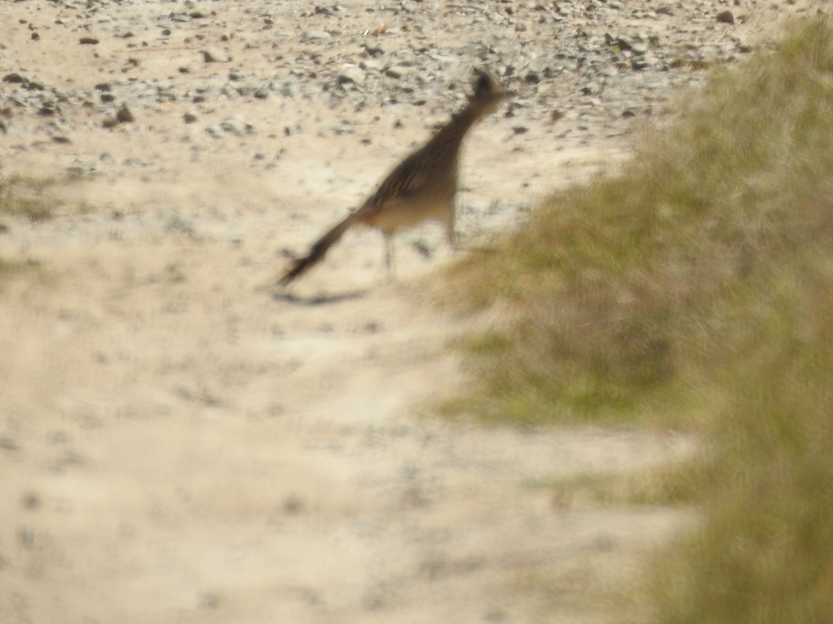 Greater Roadrunner - ML613007397