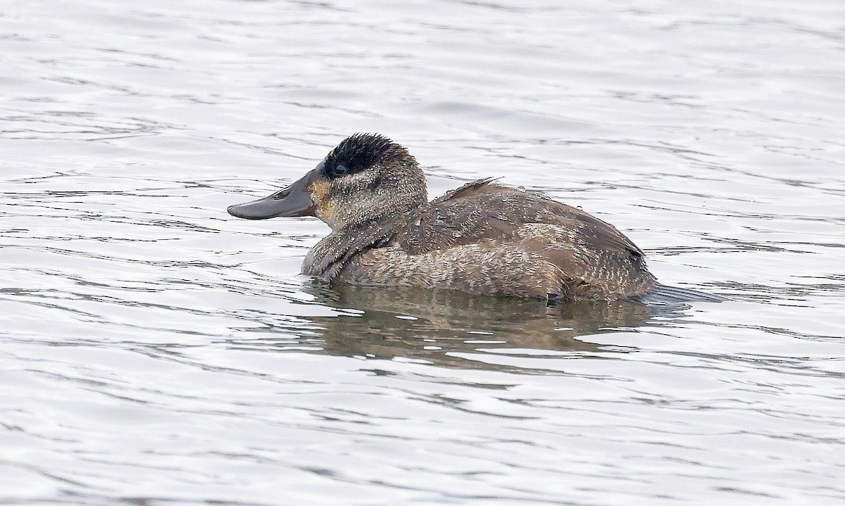 Ruddy Duck - ML613007398