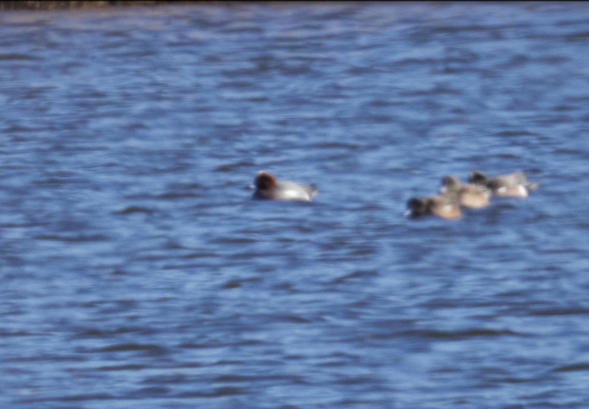 Eurasian Wigeon - ML613007408