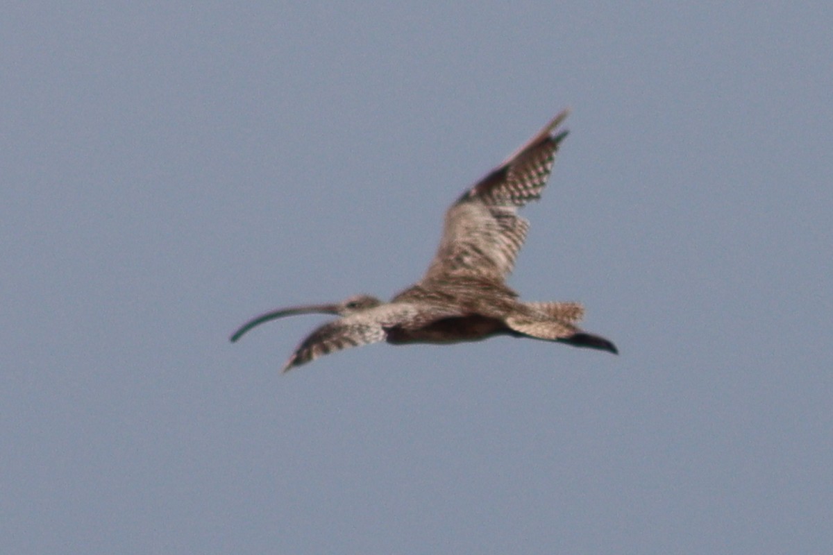 Far Eastern Curlew - ML613007424