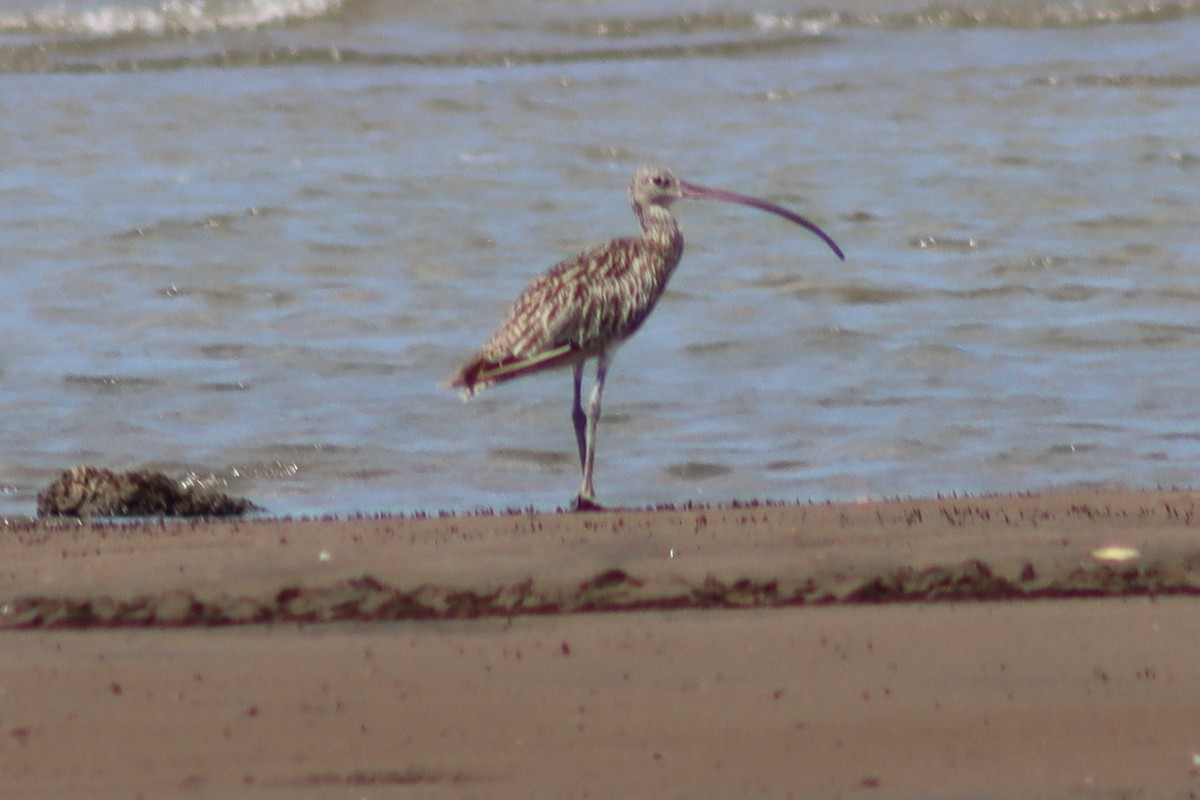 Far Eastern Curlew - ML613007425