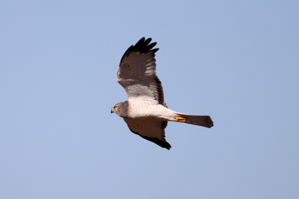 Northern Harrier - ML613007453