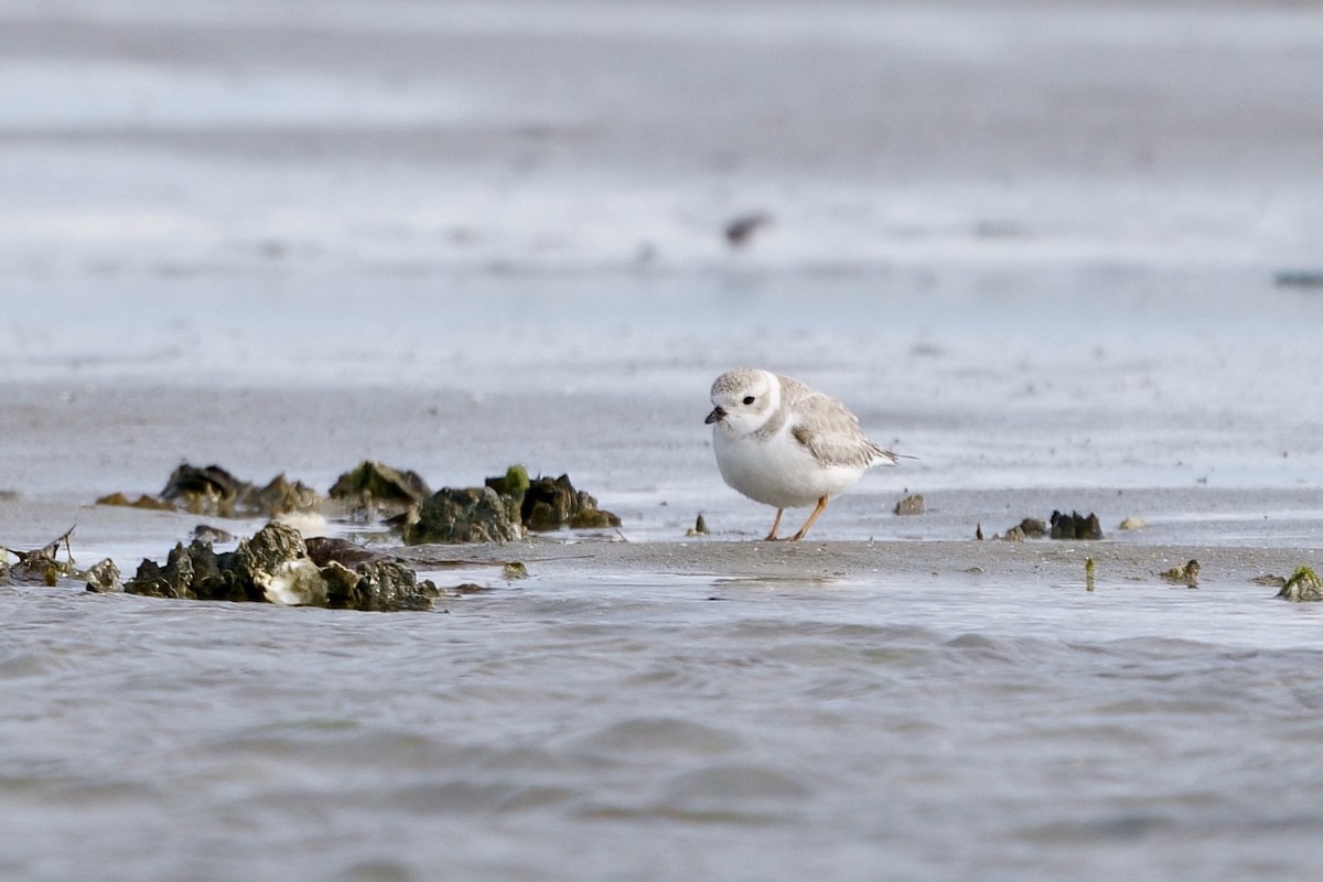 Piping Plover - ML613007507