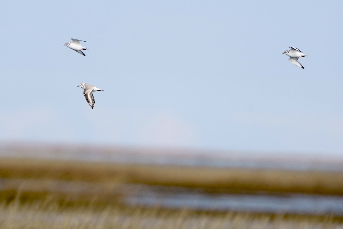 Piping Plover - ML613007508