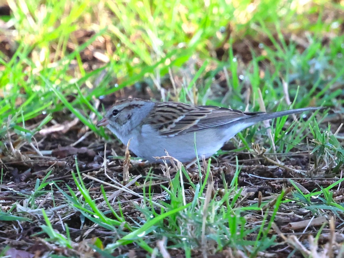 Chipping Sparrow - ML613007516