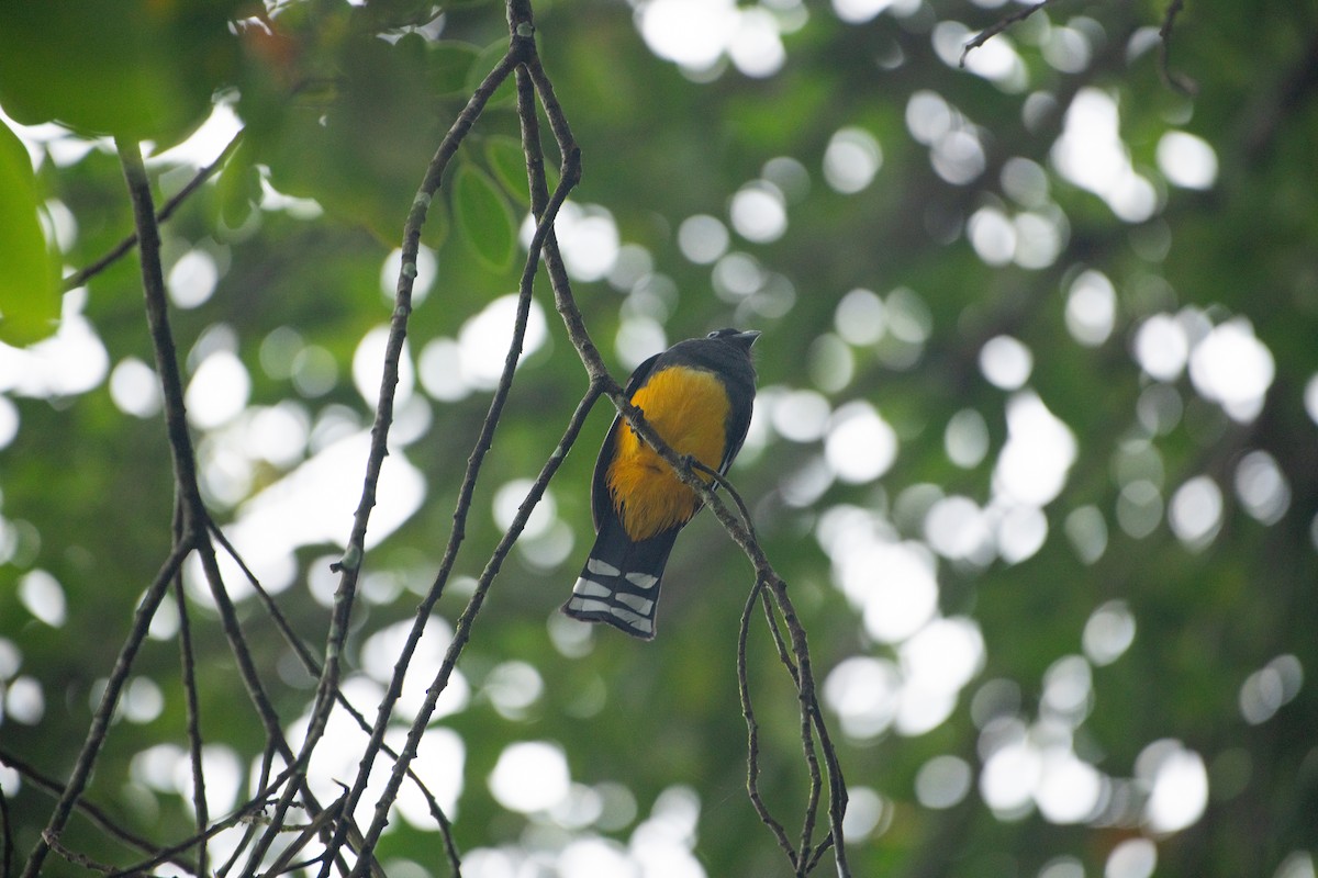 Trogon à tête noire - ML613007536