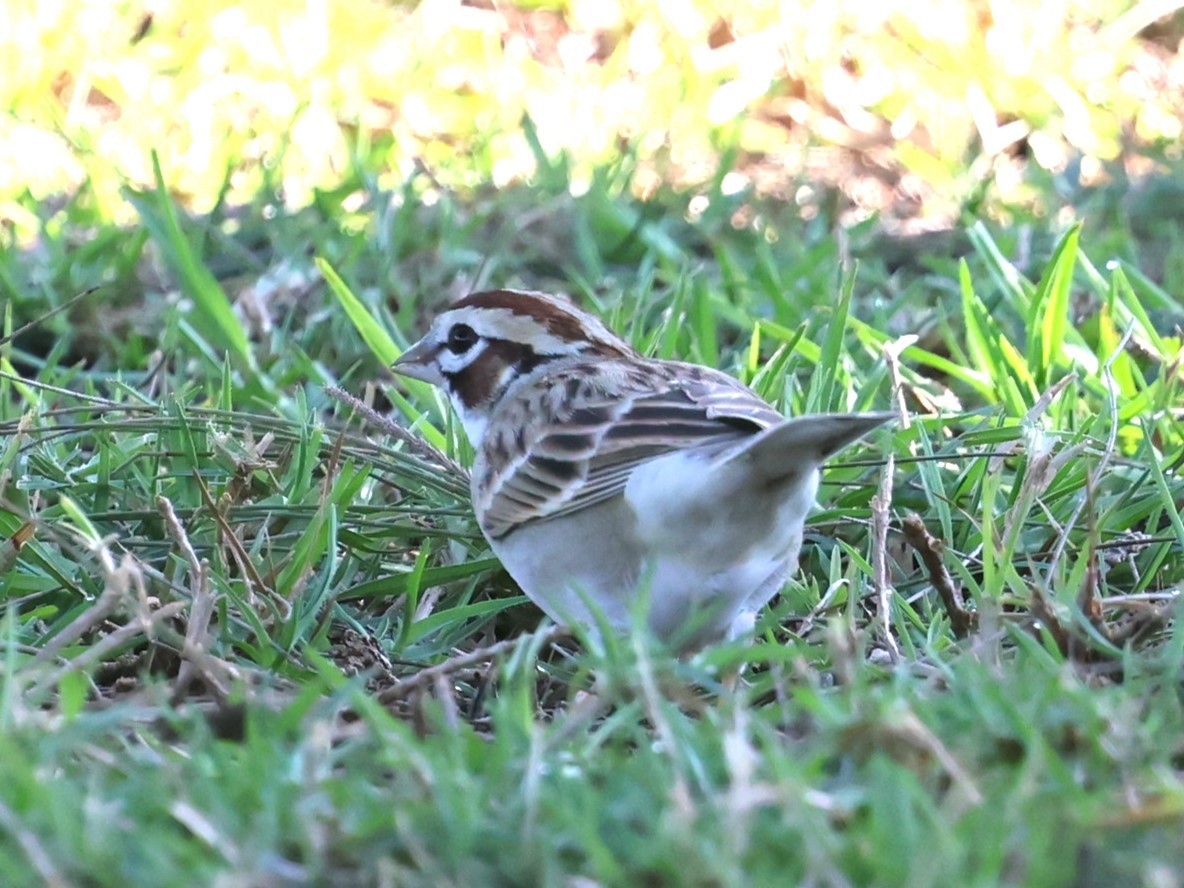 Bruant à joues marron - ML613007549