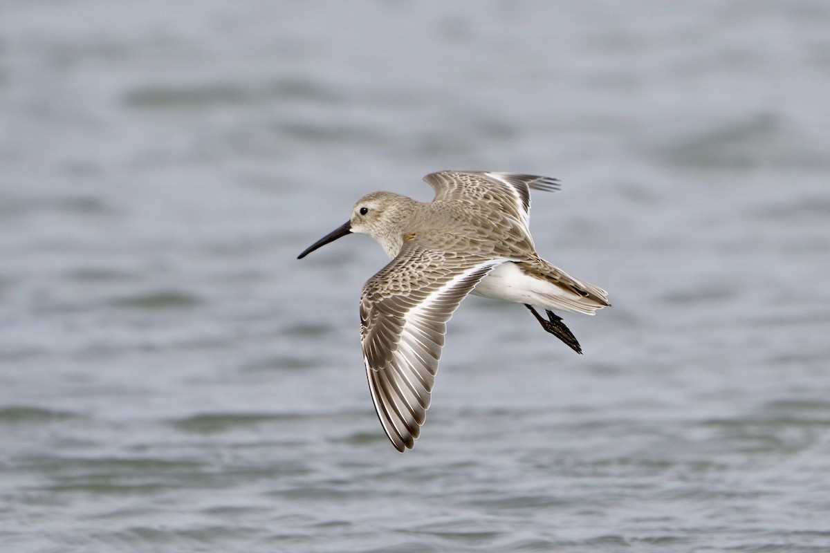 Dunlin - ML613007556