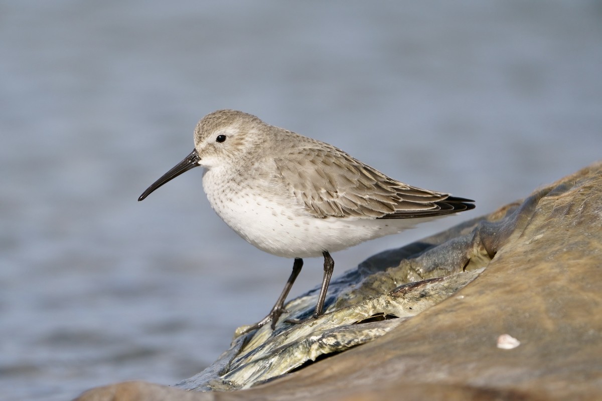 Dunlin - Mitchell Dart