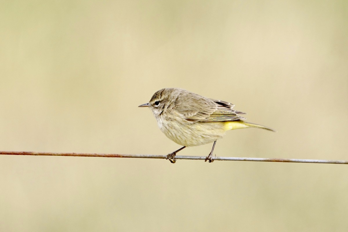 Palm Warbler (Western) - ML613007597