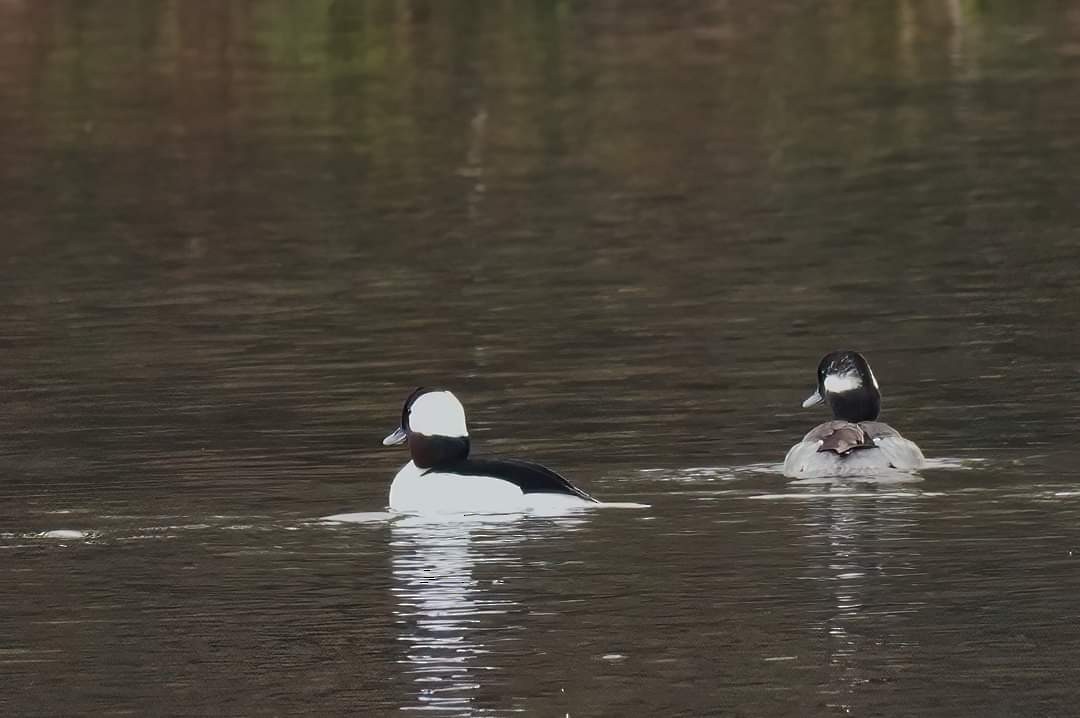 Bufflehead - Joanne Kimura