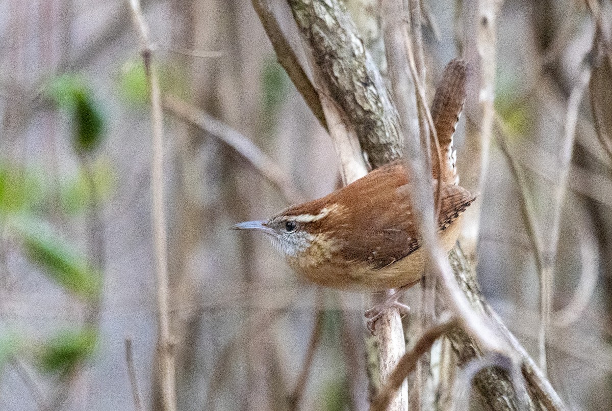 Carolina Wren - Dan Stambaugh