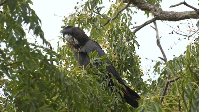 Rotschwanz-Rabenkakadu - ML613007888