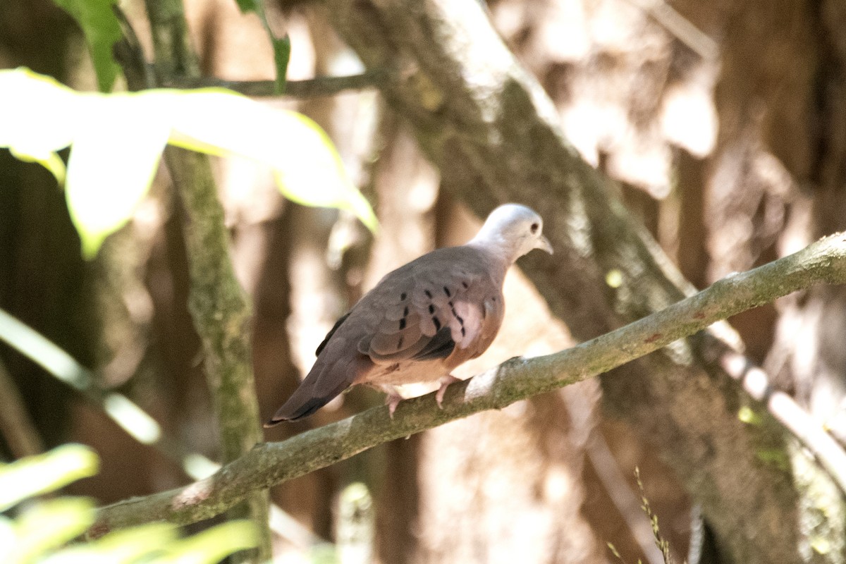 Ruddy Ground Dove - ML613007898