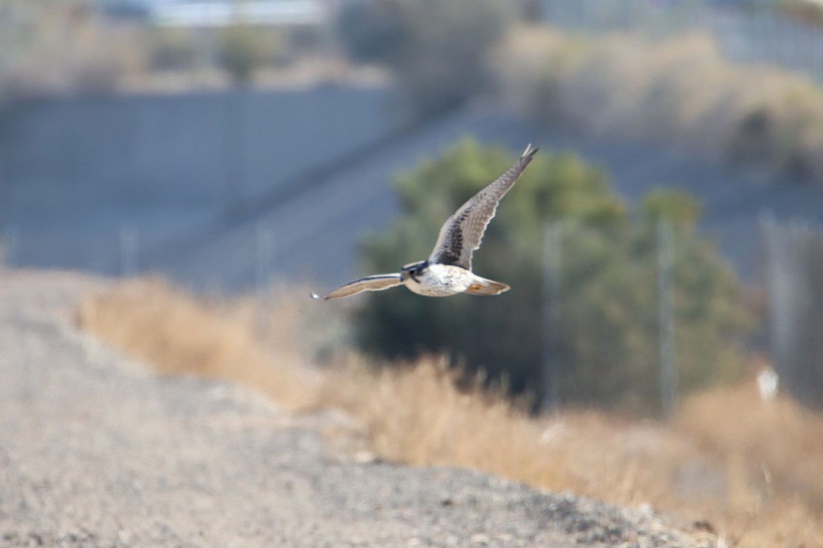 Prairie Falcon - Diana Spangler