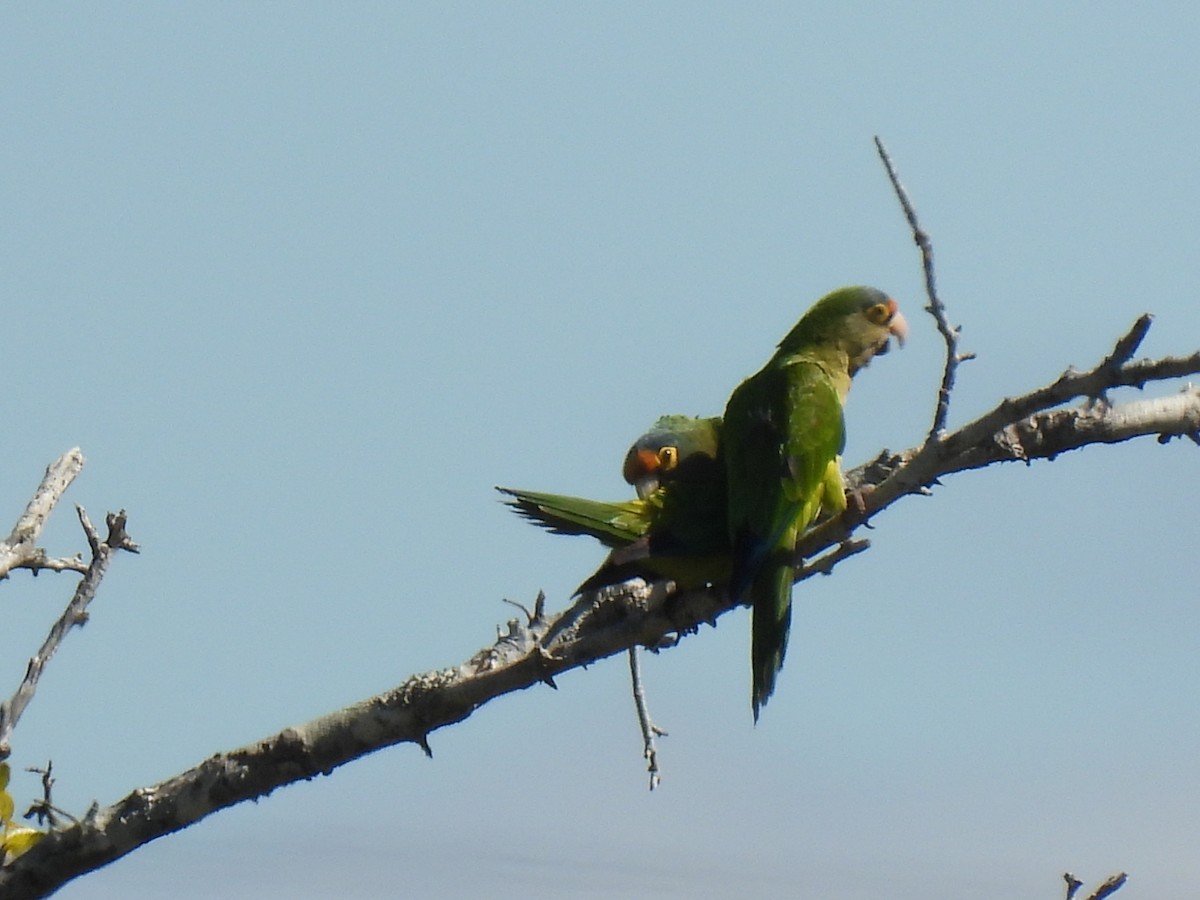 Orange-fronted Parakeet - ML613008038