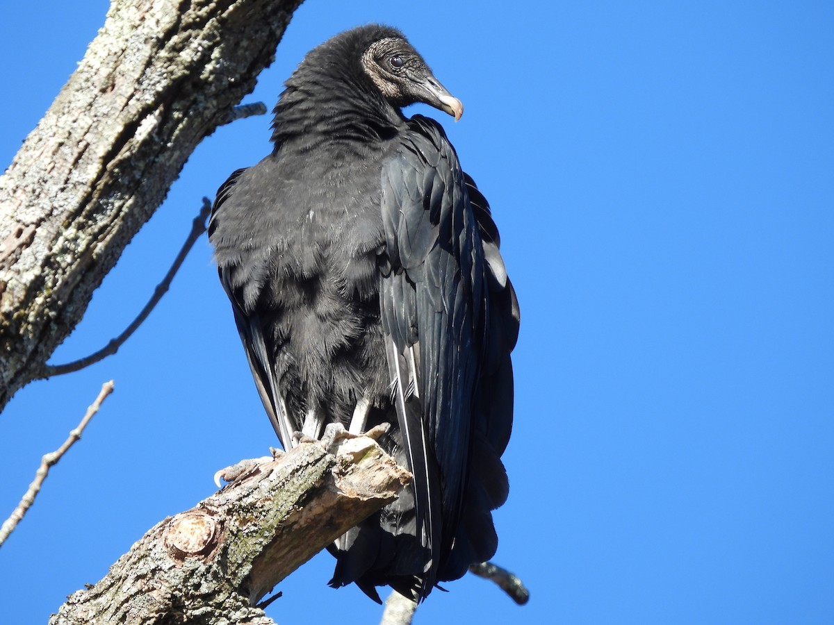 Black Vulture - ML613008101