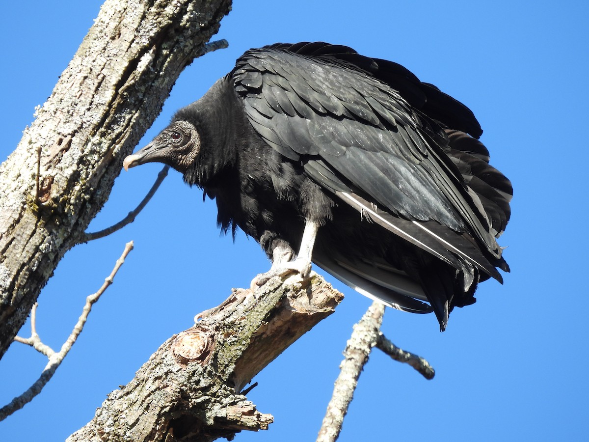 Black Vulture - ML613008102