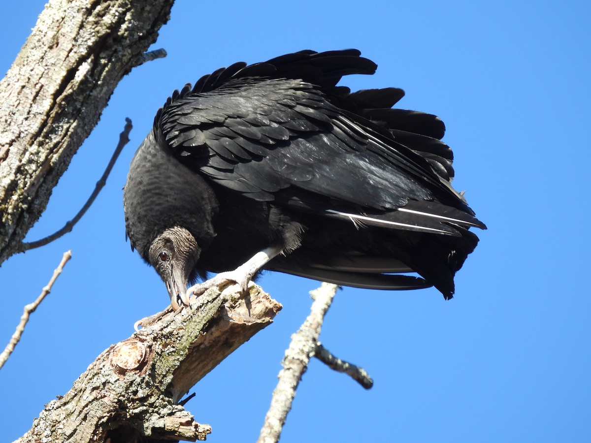 Black Vulture - ML613008103