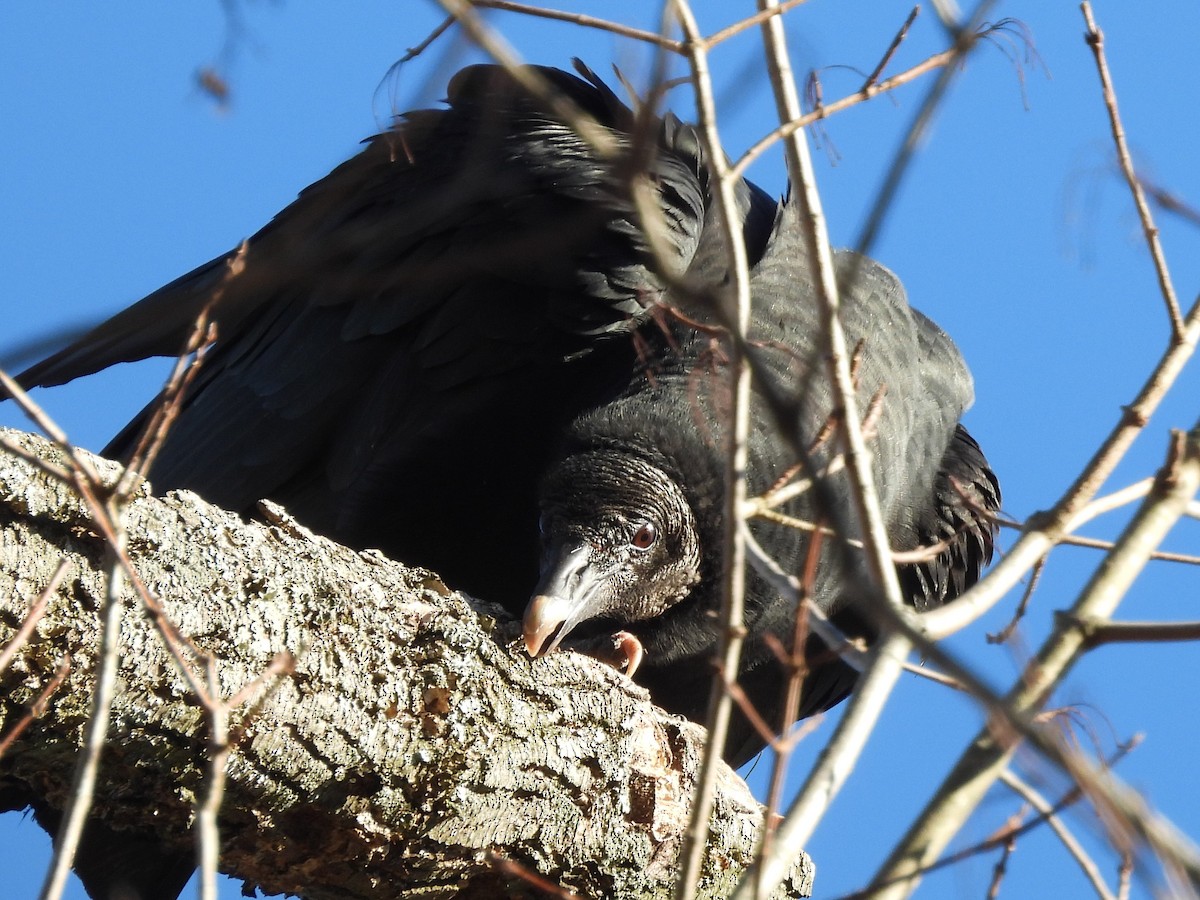 Black Vulture - ML613008112