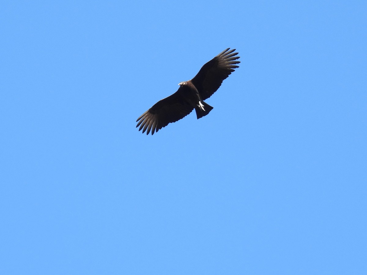 Black Vulture - ML613008122