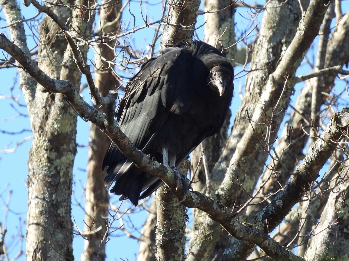 Black Vulture - ML613008123