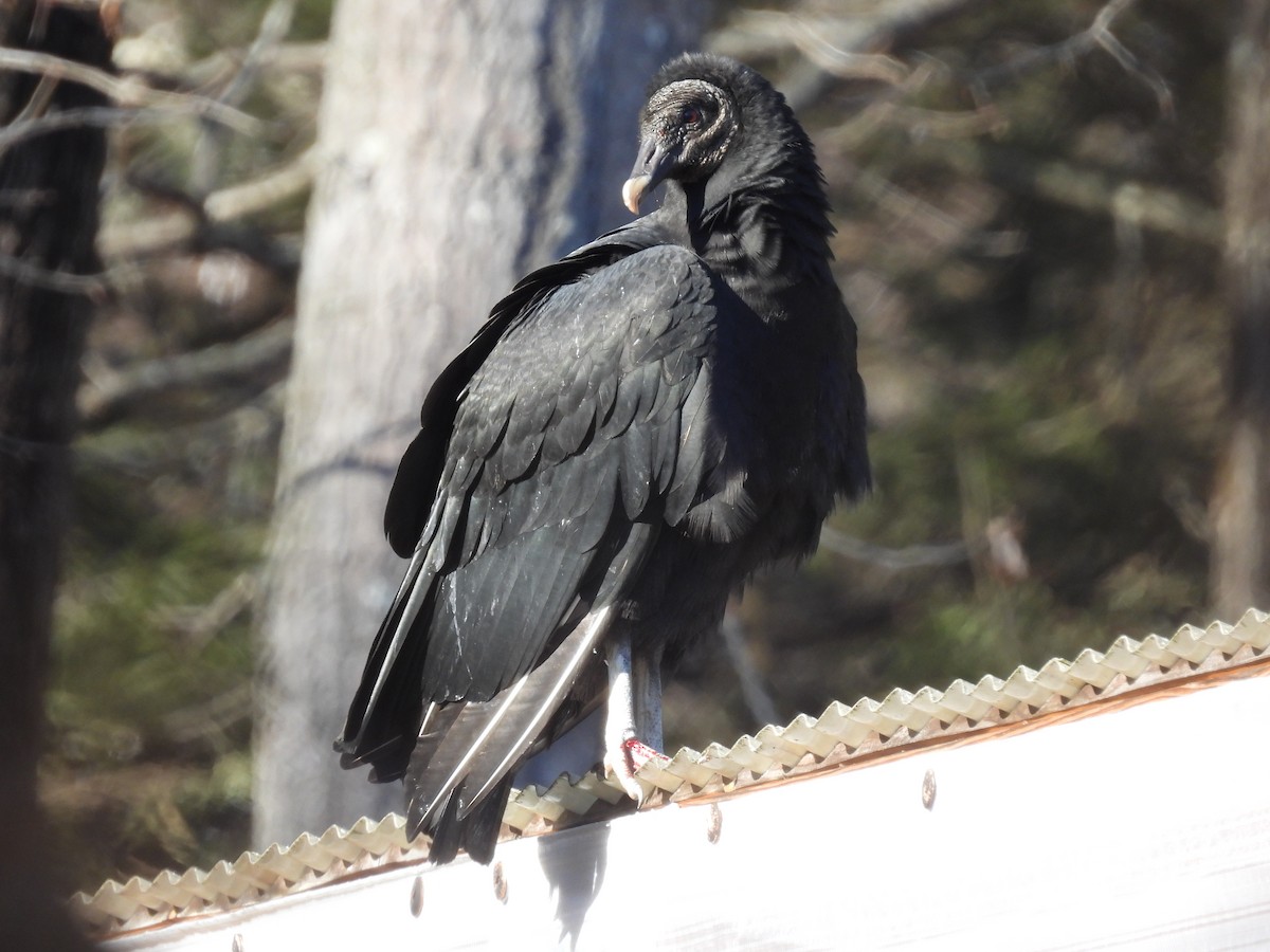 Black Vulture - ML613008124