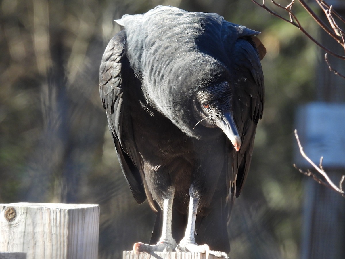 Black Vulture - ML613008143