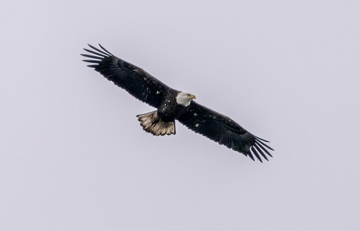 Bald Eagle - ML613008256