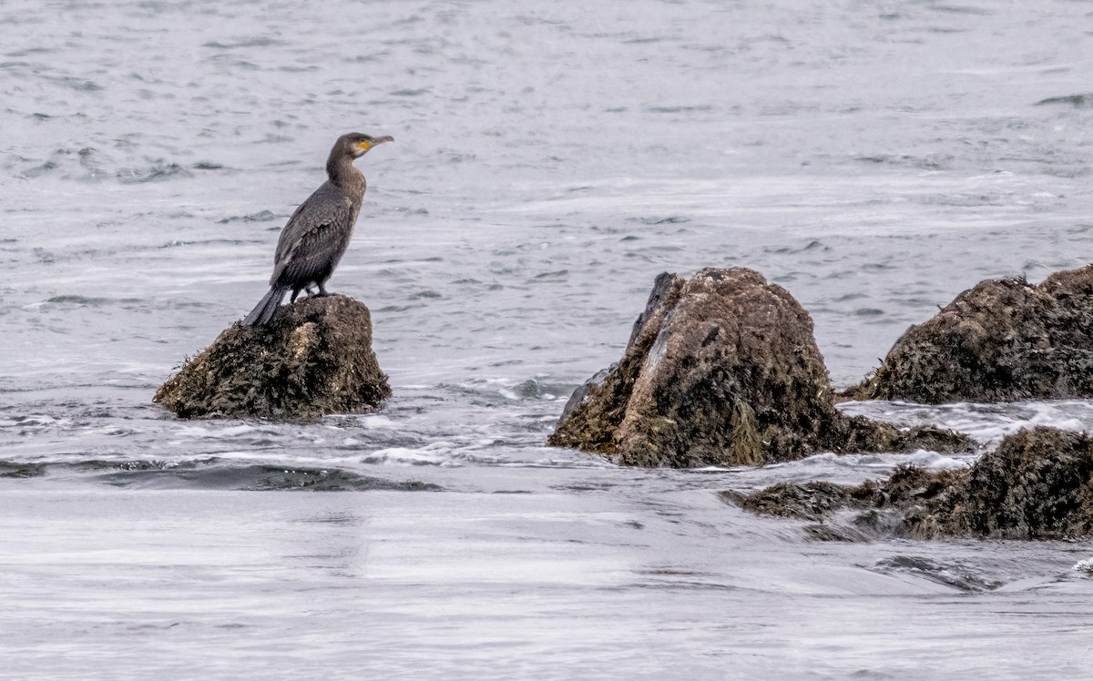 Great Cormorant - ML613008259