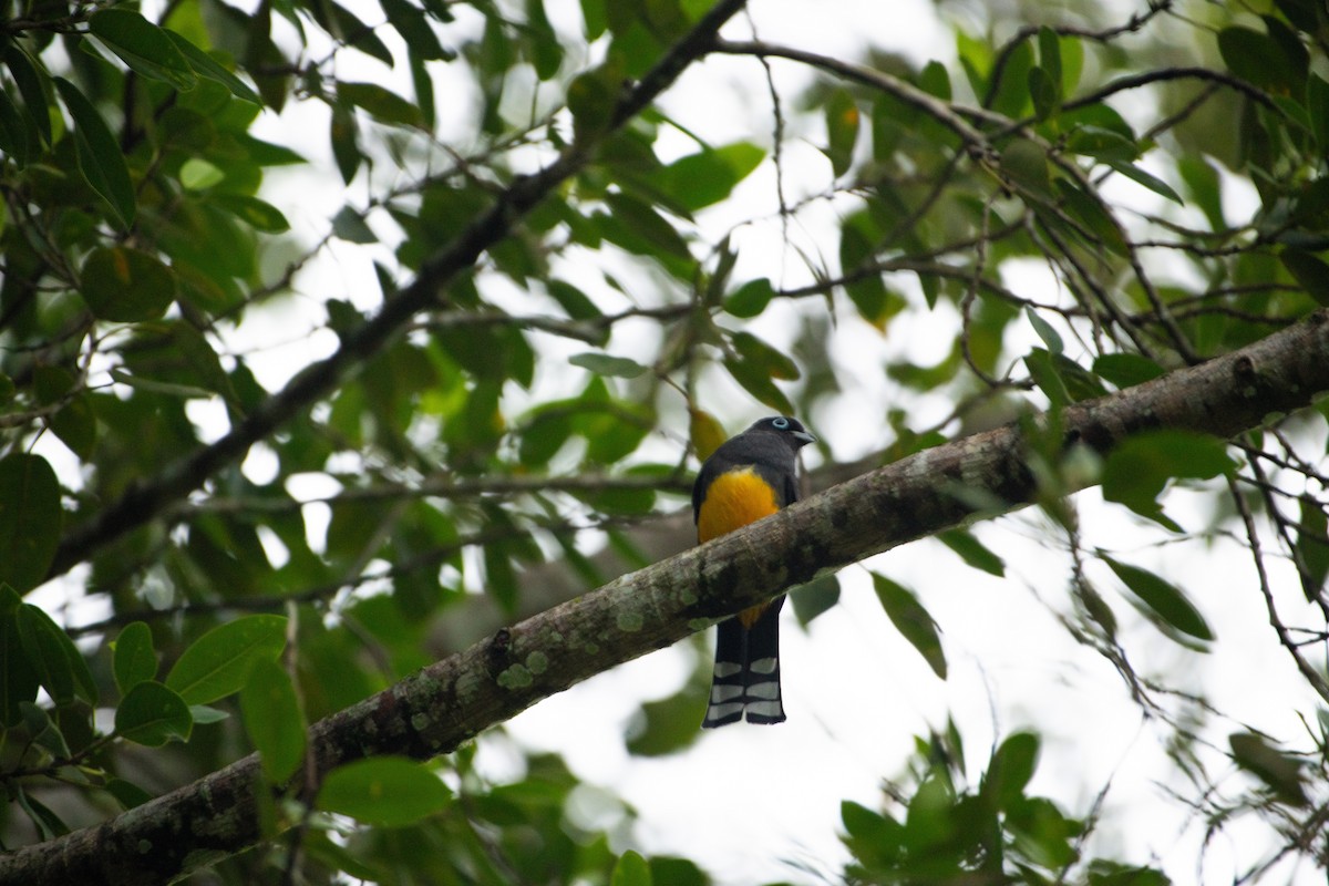 Black-headed Trogon - ML613008425