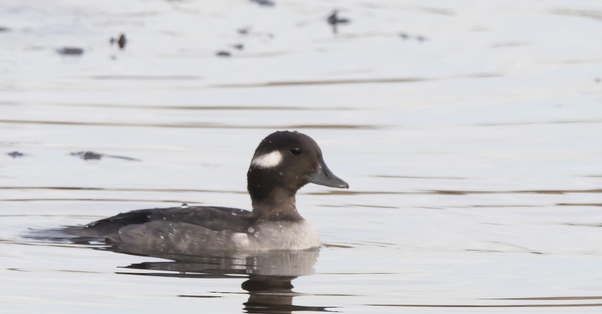 Bufflehead - ML613008477