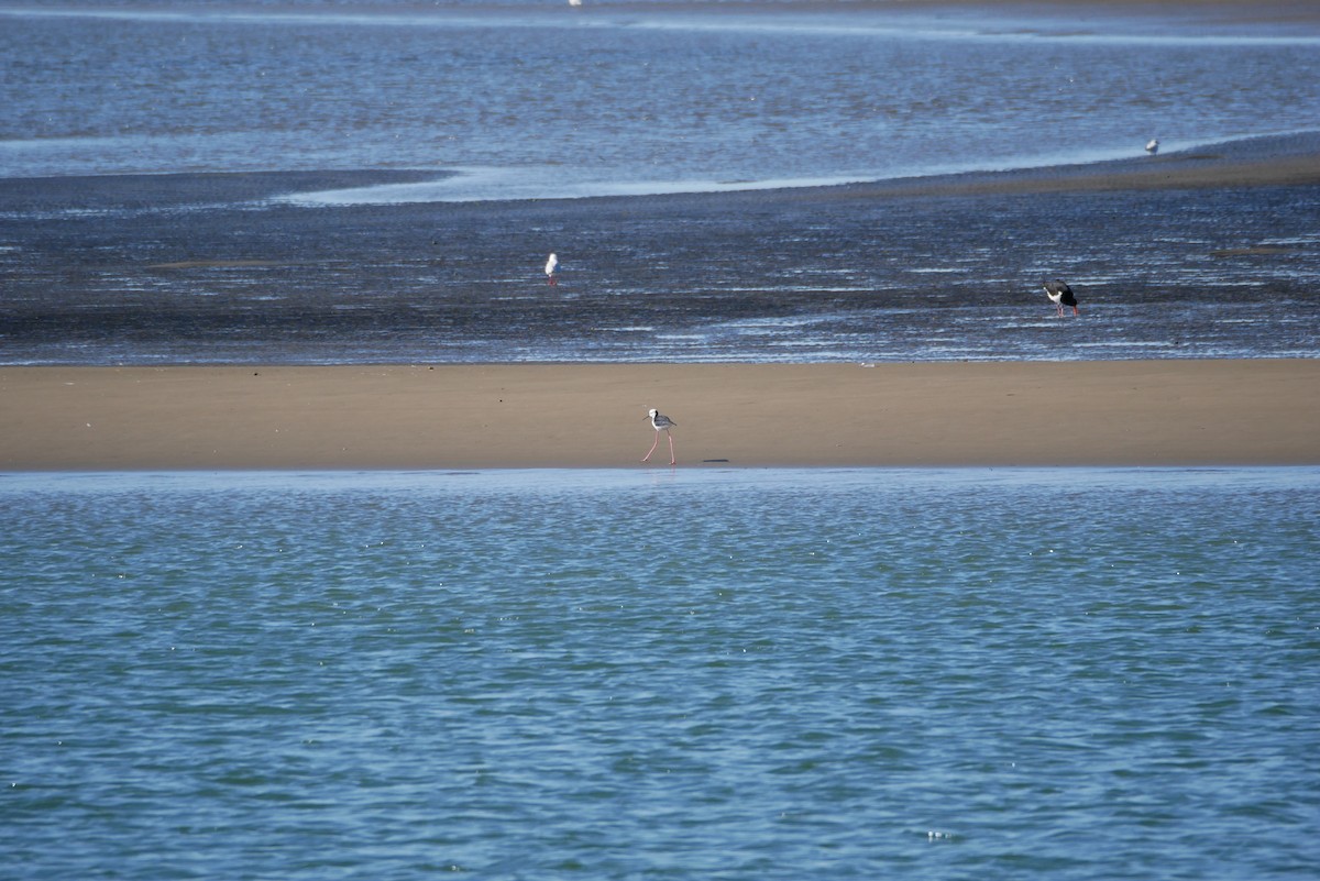 Pied Stilt - ML613008529