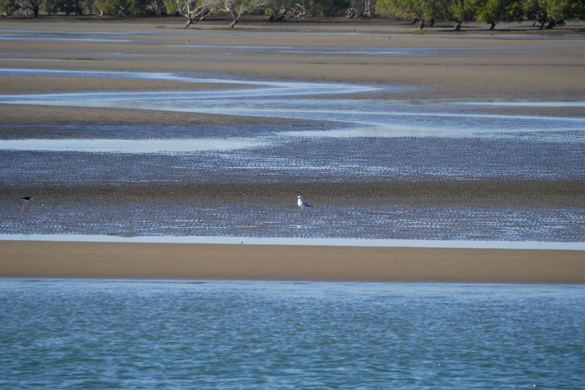 紐澳紅嘴鷗 - ML613008554