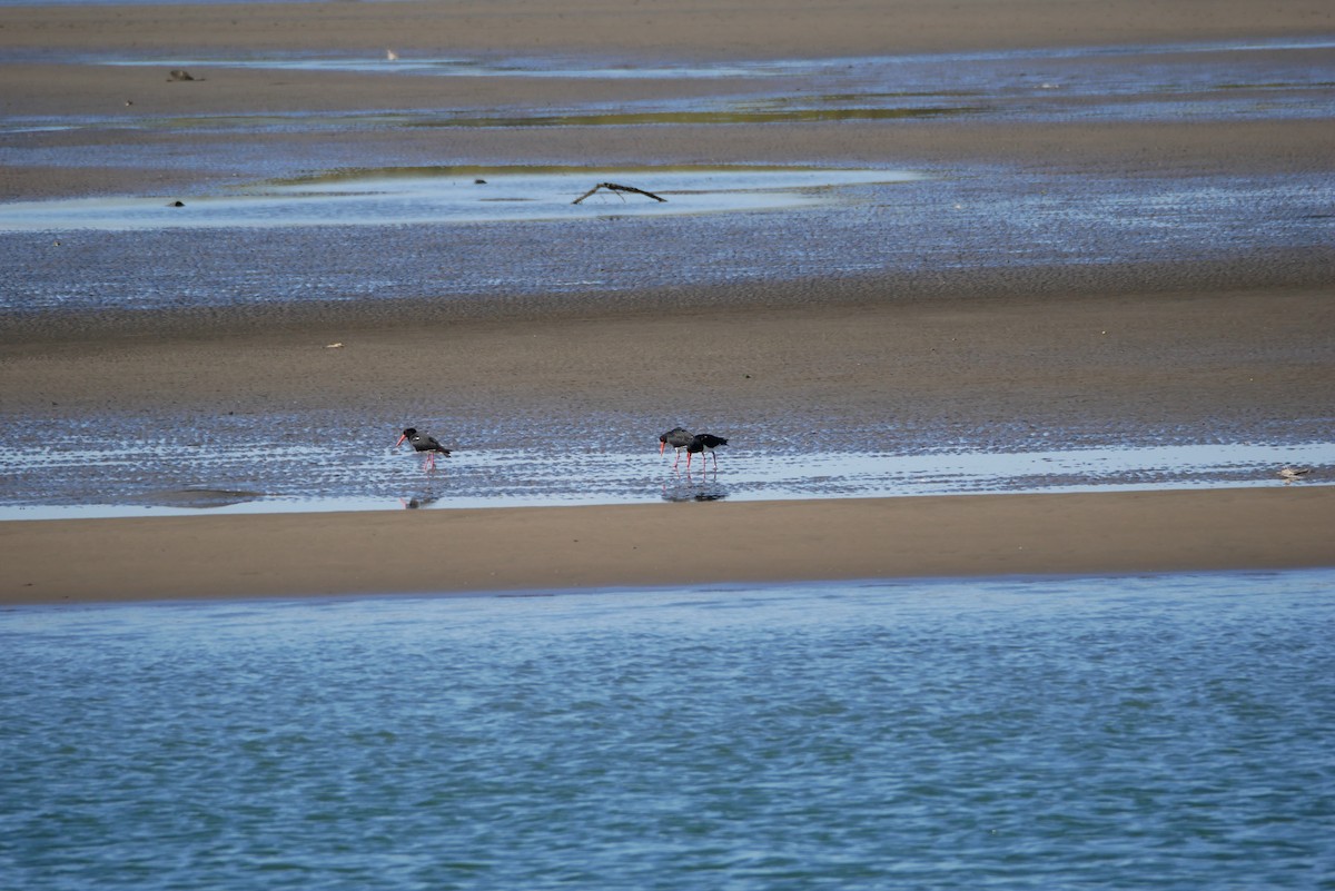 Pied Oystercatcher - Jack C